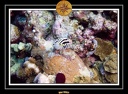 2007 Maldives 016