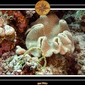 2007 Maldives 017