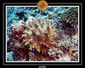 2007 Maldives 018