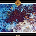 2007 Maldives 020