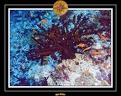 2007 Maldives 020