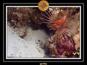 2007 Maldives 023