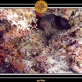 2007 Maldives 024