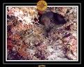 2007 Maldives 024