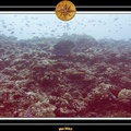 2007 Maldives 025