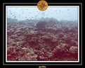 2007 Maldives 025