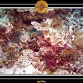 2007 Maldives 026