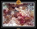 2007 Maldives 026