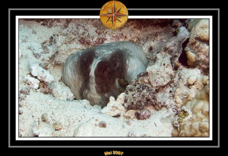 2007 Maldives 027