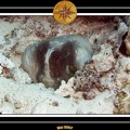 2007 Maldives 027