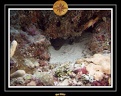 2007 Maldives 029