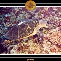 2007 Maldives 030