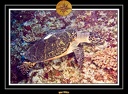 2007 Maldives 030