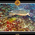 2007 Maldives 031