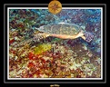 2007 Maldives 031