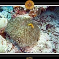 2007 Maldives 034