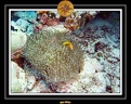 2007 Maldives 034