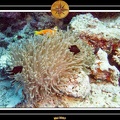2007 Maldives 035