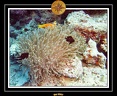2007 Maldives 035