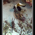 2007 Maldives 036