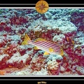 2007 Maldives 037