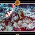 2007 Maldives 038
