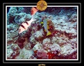 2007 Maldives 038