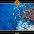 2007 Maldives 039