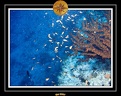 2007 Maldives 039