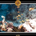 2007 Maldives 040