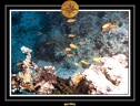 2007 Maldives 040