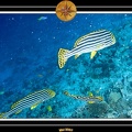 2007 Maldives 041
