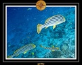 2007 Maldives 041