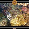 2007 Maldives 042