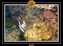 2007 Maldives 042