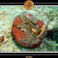 2007 Maldives 043