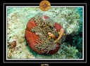 2007 Maldives 043