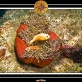 2007 Maldives 044