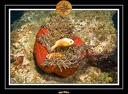 2007 Maldives 044