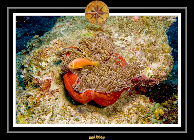 2007 Maldives 046