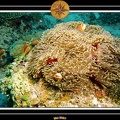 2007 Maldives 047