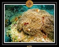 2007 Maldives 047