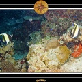 2007 Maldives 049