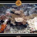 2007 Maldives 050