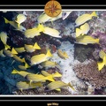 2007 Maldives 051