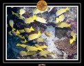 2007 Maldives 051