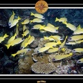 2007 Maldives 052