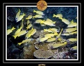 2007 Maldives 052