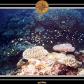 2007 Maldives 053