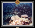 2007 Maldives 053